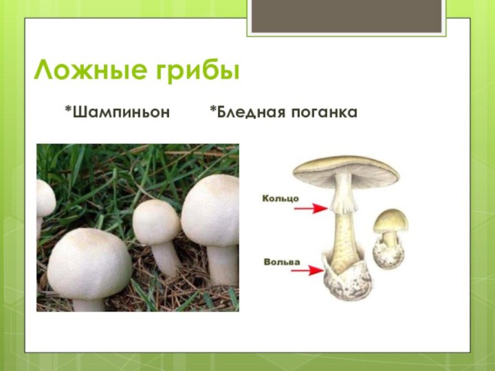 *Шампиньон 		*Бледная поганкаЛожные грибы