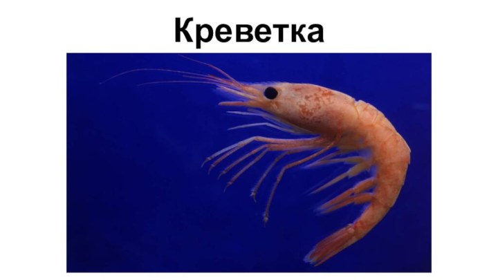 Креветка