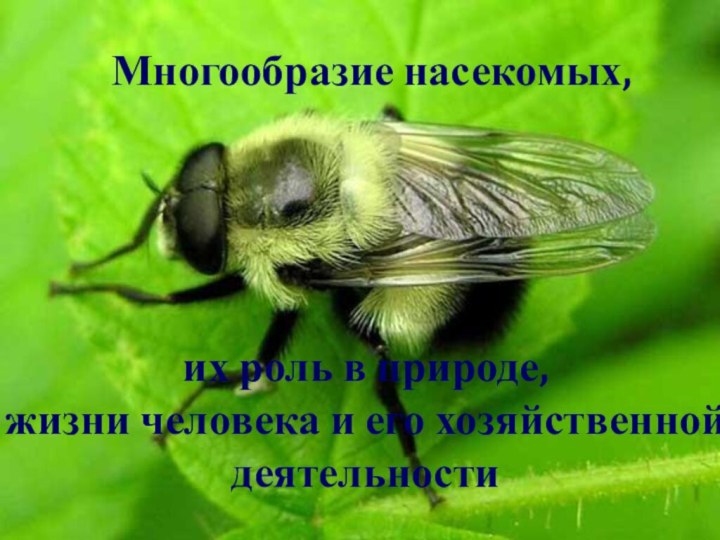 Многообразие насекомых, их роль в природе,  жизни человека и его хозяйственной деятельности