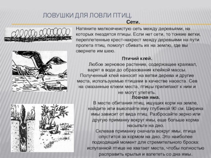 ЛОВУШКИ ДЛЯ ЛОВЛИ ПТИЦ.                                   Сети. Натяните мелкоячеистую сеть между