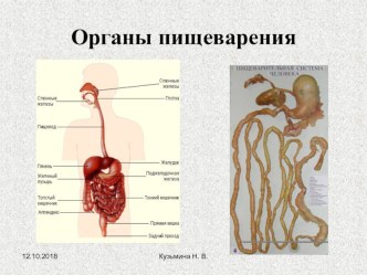 Презентация Органы пищеварения Биология 8 класс