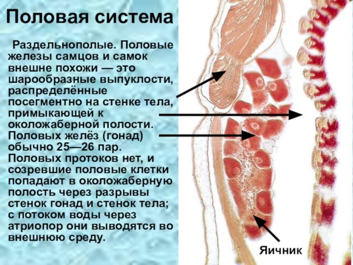 Половая система	Раздельнополые. Половые железы самцов и самок внешне похожи — это шарообразные