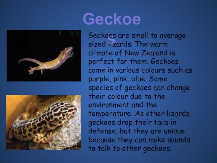 GeckoesGeckoes are small to average sized lizards. The warm climate of New