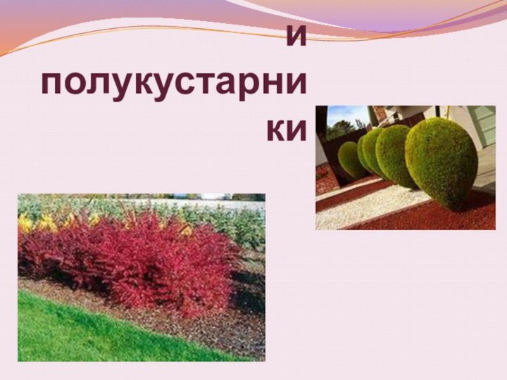 КУСТАРНИКИ и полукустарники