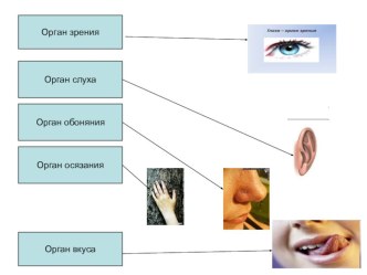 Презентация по окружающему миру Орган вкуса