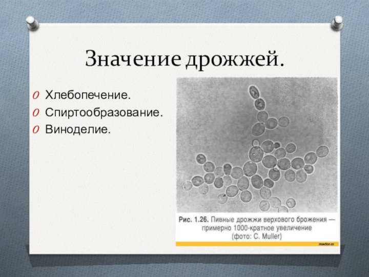 Значение дрожжей.Хлебопечение.Спиртообразование.Виноделие.