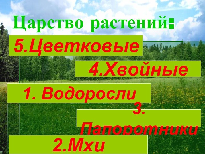 Царство растений:5.Цветковые4.Хвойные 1. Водоросли3.Папоротники2.Мхи