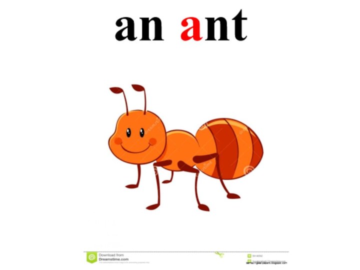 an ant