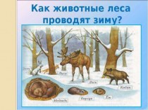 Как животные леса проводят зиму