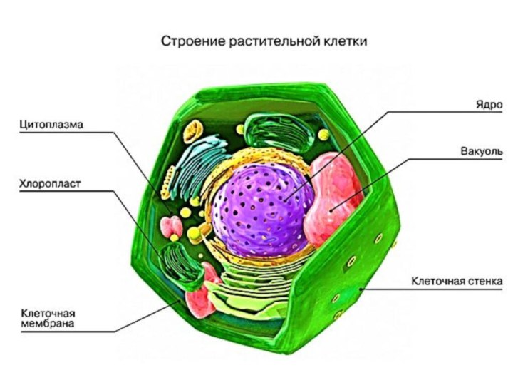 Наследственная информация растительной клетки. Строение ядра растительной клетки. Строение ядра клетки растения. Строение ядрышка клетки. Строение ядра клетки.