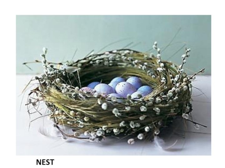 NEST