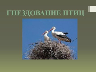 Презентация по биологии Гнездование птиц (7 класс)