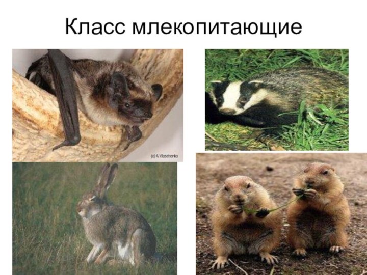 Класс млекопитающие