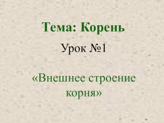 Презентация по биологии на тему Внешнее строение корня (6 класс)