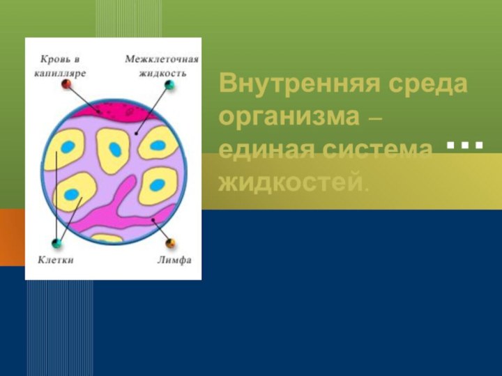 Внутренняя среда организма – единая система жидкостей.