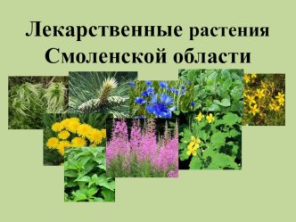 Презентация по биологии на тему Лекарственные растения Смоленской области (7 класс)