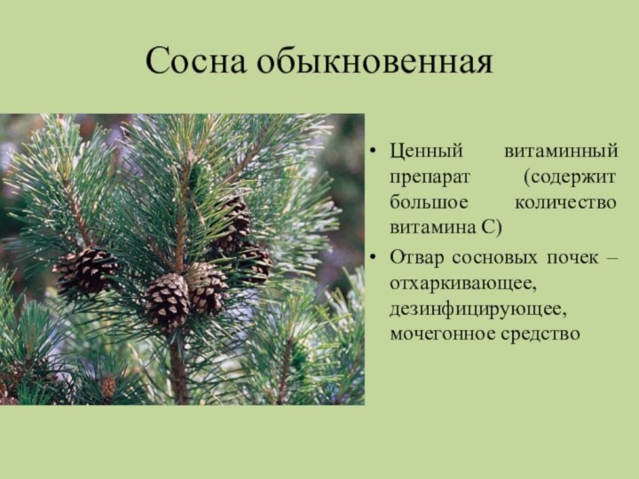 Значение хвойных в природе. Подцарство сосны обыкновенной. Паспорт сосны обыкновенной биология. Сосна обыкновенная биология. Сосна обыкновенная описание.