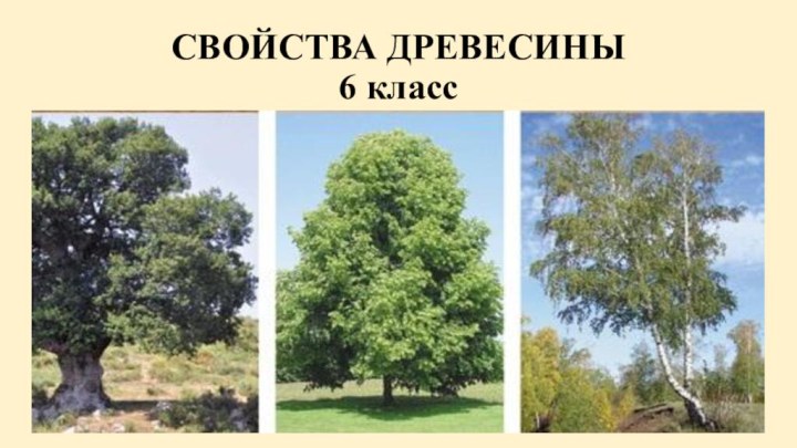 СВОЙСТВА ДРЕВЕСИНЫ 6 класс