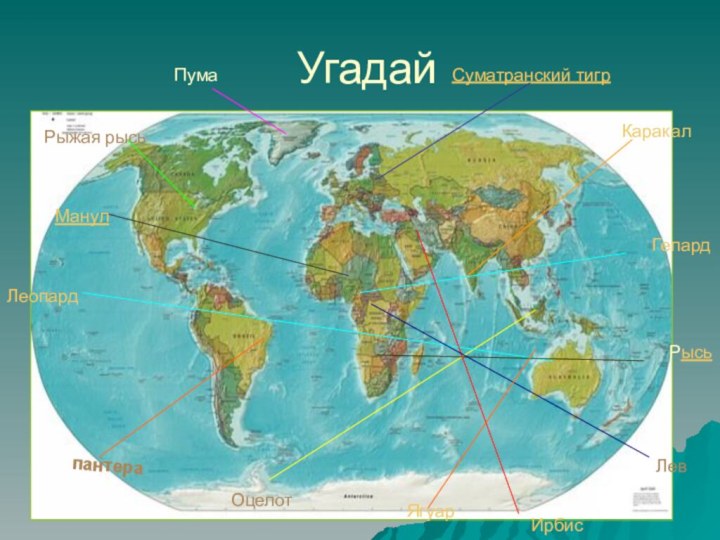 УгадайпантераЯгуарОцелотГепардЛеопардРыжая рысьЛевСуматранский тигрРысьКаракалМанулИрбисПума