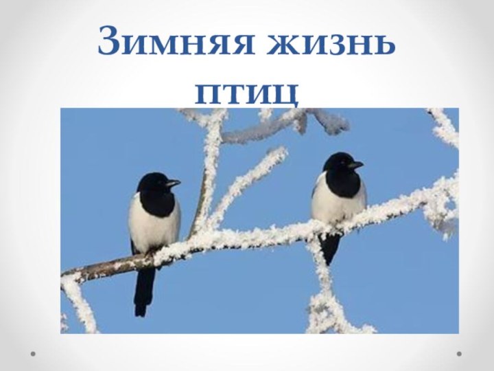 Зимняя жизнь птиц