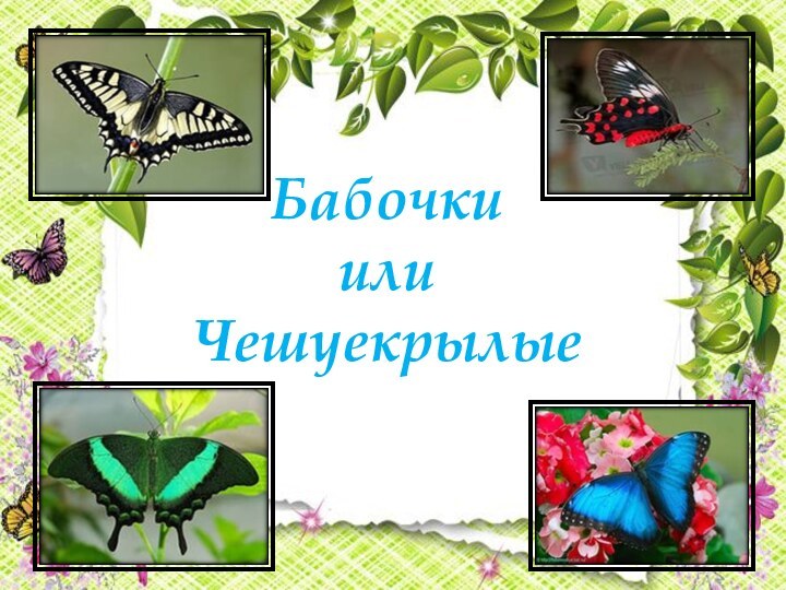 Бабочкиили Чешуекрылые