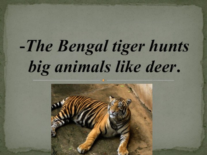 -The Bengal tiger hunts big animals like deer.
