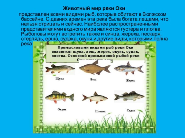 Река волга растения и животные реки. Обитатели реки Ока. Какие животные обитают в реке Оке. Растения и животные реки Оки. Какие рыбы водятся в ОКК.