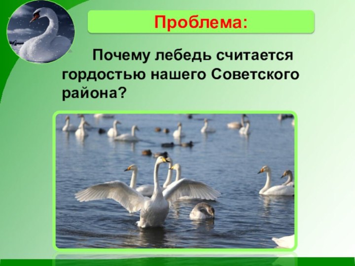 Лебединый почему одна н. Лебедь для презентации. Лебедь презентация для детей. Лебеди доклад 2 класс. Зачем лебёдушка стала звать лебежатушек на луг?.