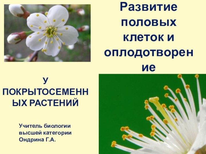 Развитие половых клеток и оплодотворение Ондрина Г.А.У ПОКРЫТОСЕМЕННЫХ РАСТЕНИЙУчитель биологии высшей категории Ондрина Г.А.