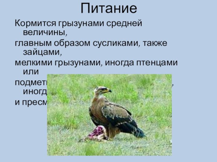 Питание Кормится грызунами средней величины, главным образом сусликами, также зайцами, мелкими