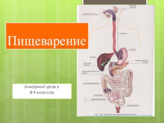 Презентация к бинарному уроку биологии по теме Пищеварение для 8-9 классов