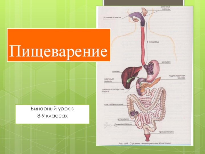 Бинарный урок в 8-9 классахПищеварение