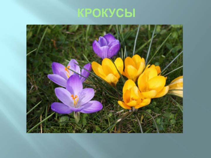 крокусы