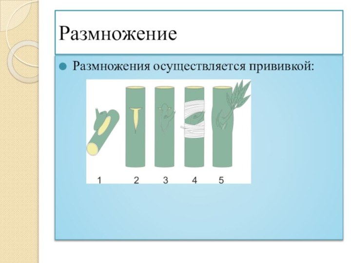 Размножение Размножения осуществляется прививкой: