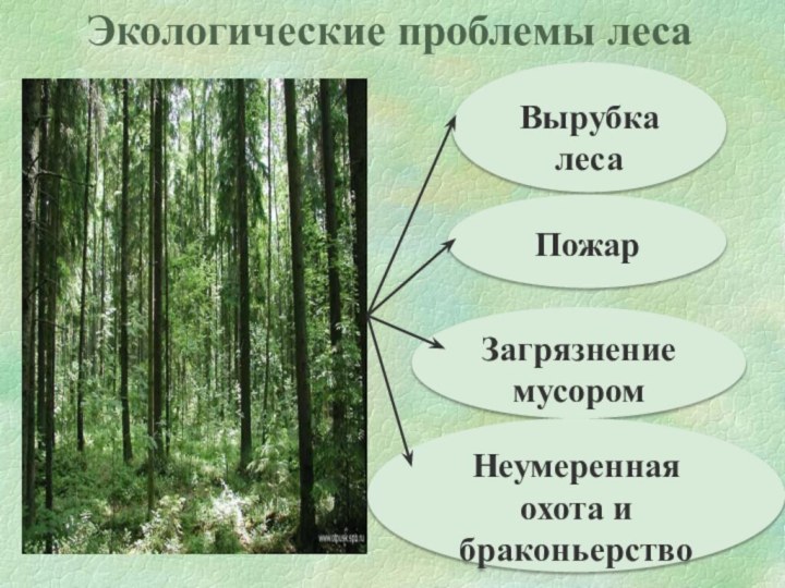 Экологические проблемы лесаВырубка лесаПожарЗагрязнение мусоромНеумеренная охота и браконьерство