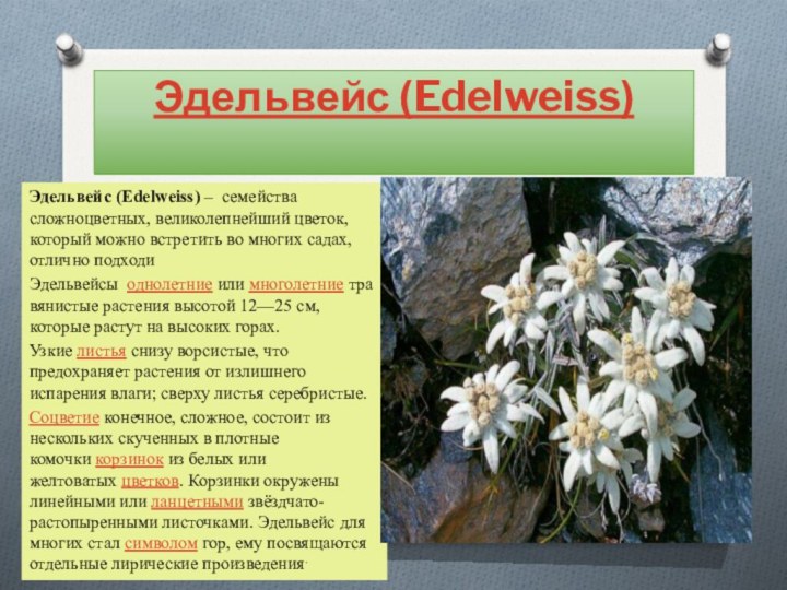 Эдельвейс цветы фото описание. Цветок Эдельвейс Альпийский. Эдельвейс растение описание. Эдельвейс цветок Легенда. Эдельвейс (растение) легенды.