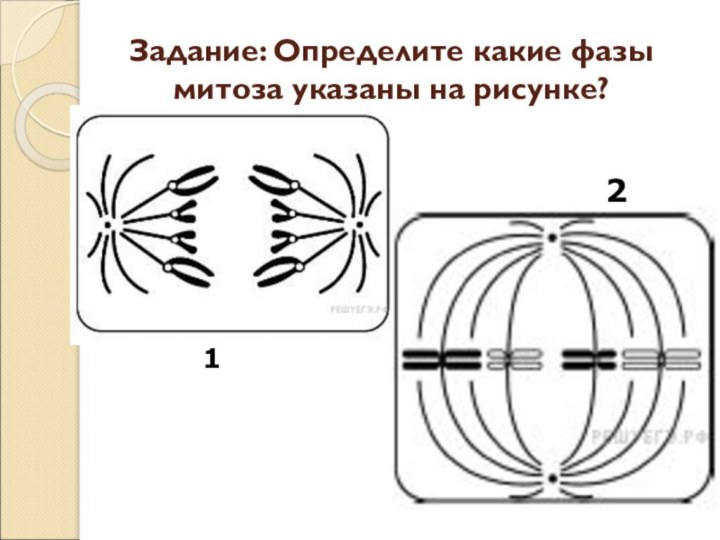 Задание: Определите какие фазы митоза указаны на рисунке?12