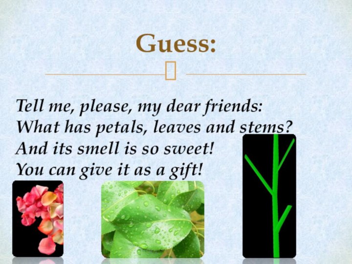 Guess:Tell me, please, my dear friends:What has petals, leaves and stems?And its