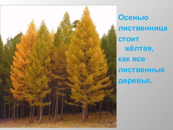 Осенью лиственница стоит жёлтая, как все лиственные деревья.