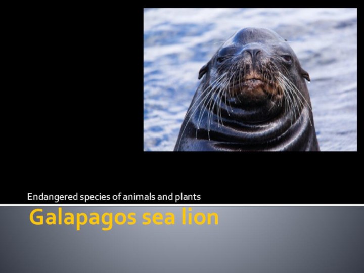 Galapagos sea lionEndangered species of animals and plants