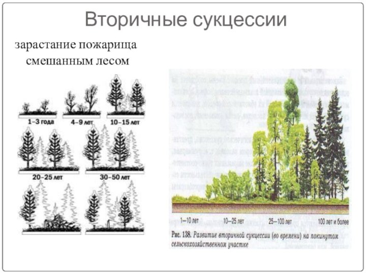 Сукцессия после пожара в лесу