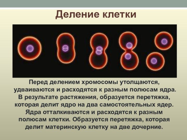 Деление клетки Перед делением хромосомы утолщаются, удваиваются и расходятся к разным полюсам