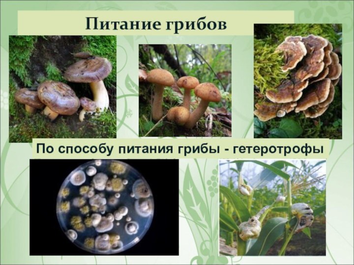 Питание грибовПо способу питания грибы - гетеротрофы