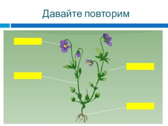 Презентация по биологии на тему Корень (6 класс)