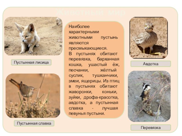 Животный мир пустыньНаиболее характерными животными пустынь являются пресмыкающиеся. В пустынях обитают