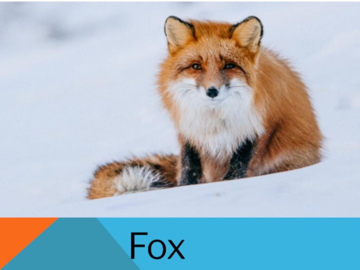 Fox