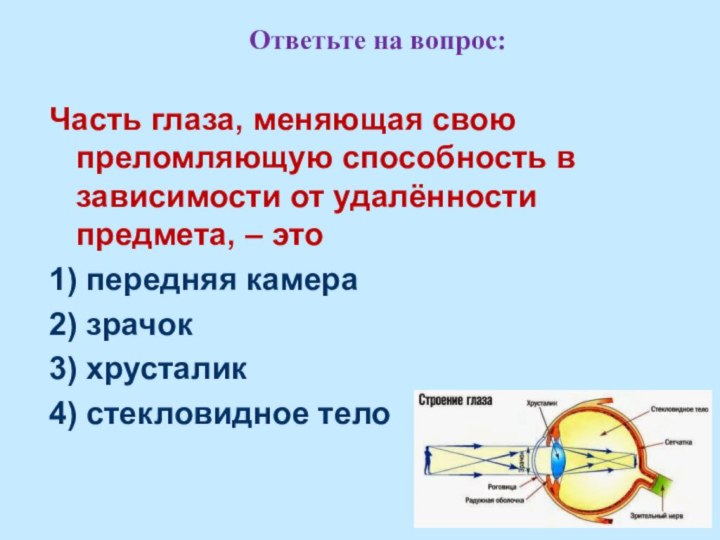 Ответьте на вопрос:Часть глаза, меняющая свою преломляющую способность в зависимости от удалённости