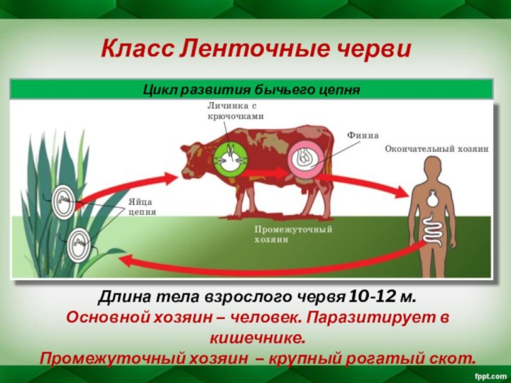 Класс Ленточные червиЦикл развития бычьего цепняДлина тела взрослого червя 10-12 м. Основной