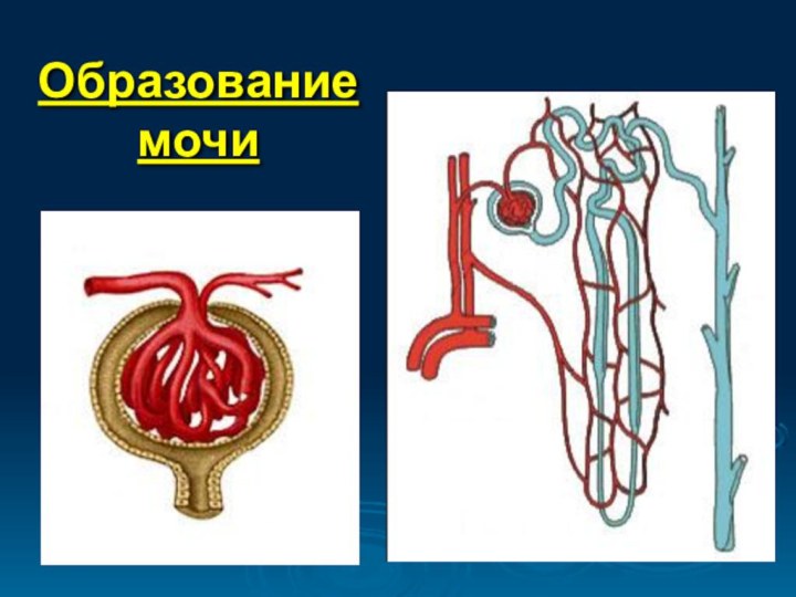 Образование мочи