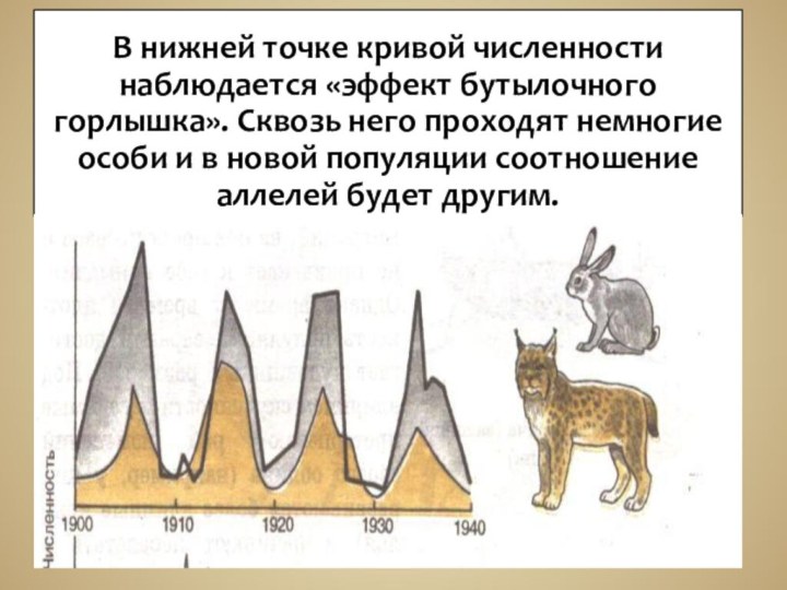 В нижней точке кривой численности наблюдается «эффект бутылочного горлышка». Сквозь него проходят